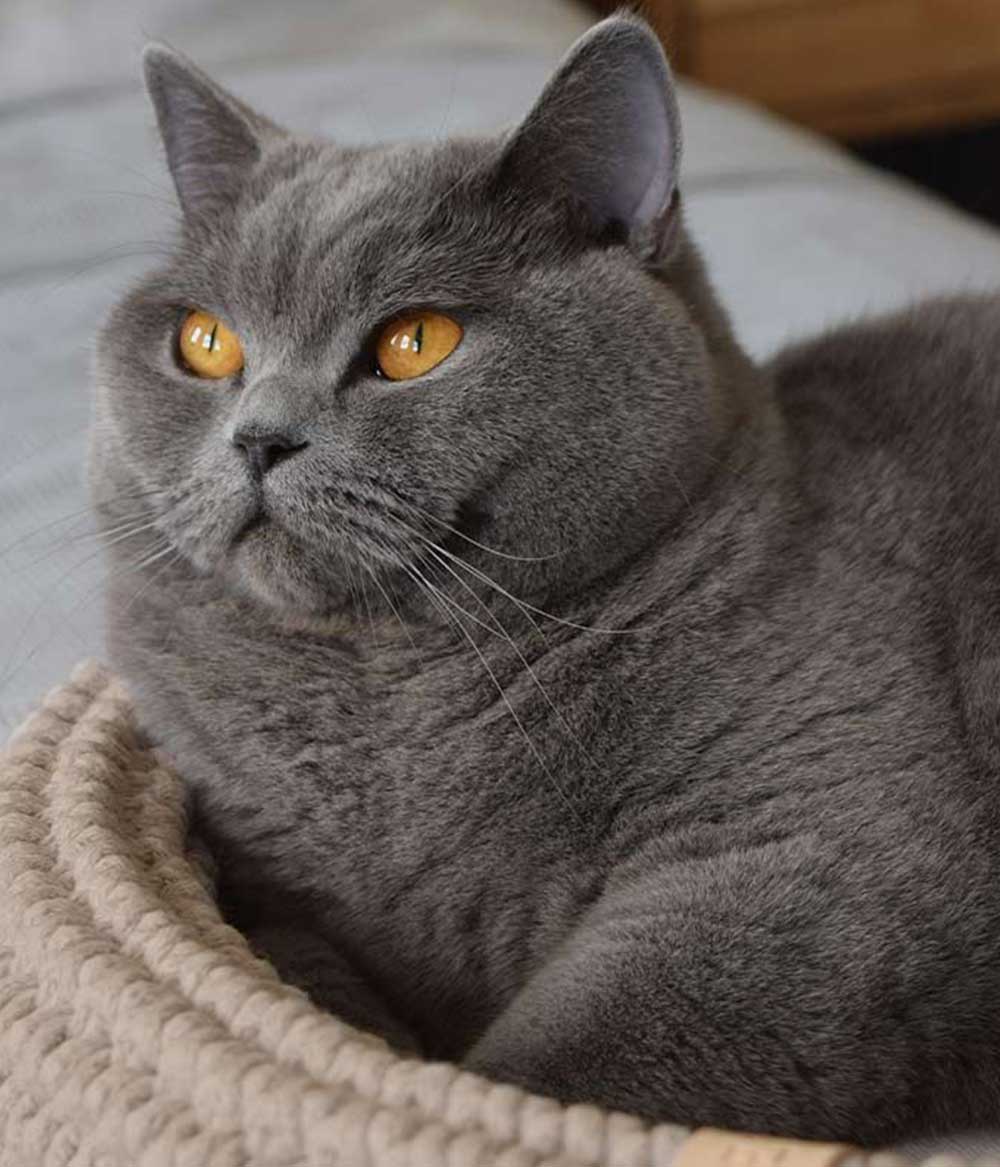 katzenkorb geflochten beige