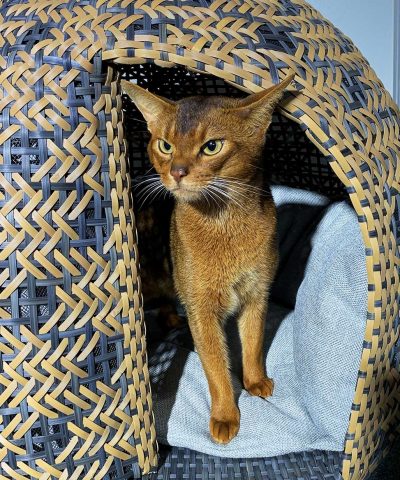 Design rattan-Katzenhaus BELLFUGIO