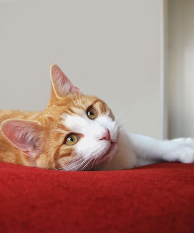 Katzenkissen Lounge rot