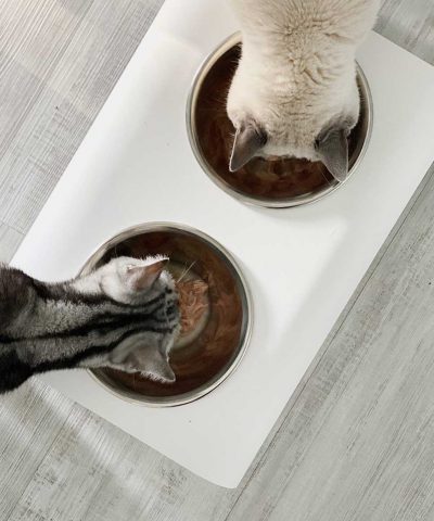 schicke Katzennäpfe Edelstahl