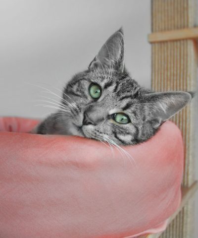 Kratzbaum modern hochwertig VIU, Katzenbedarf aus Natur Holz Eiche