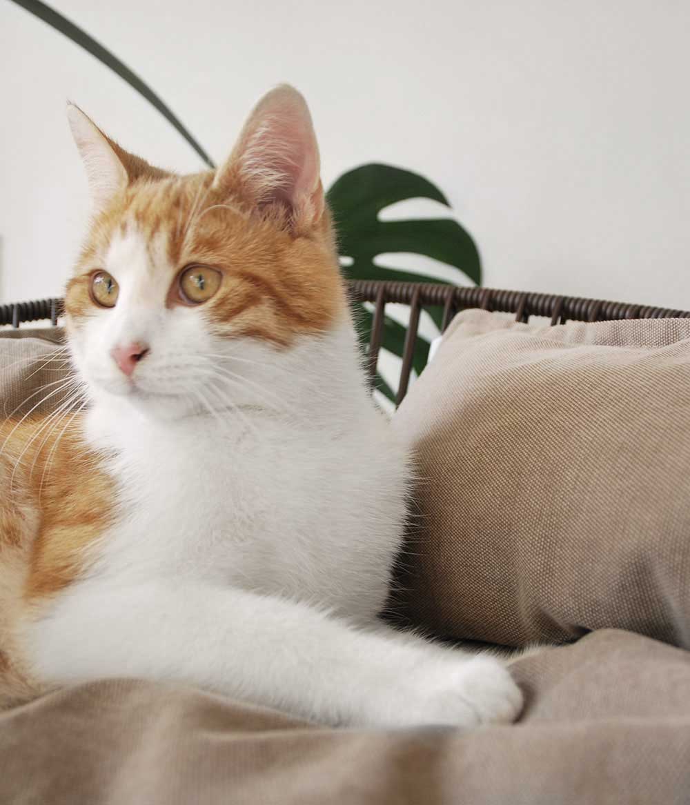 Katzenkorb SIRO SALEEN