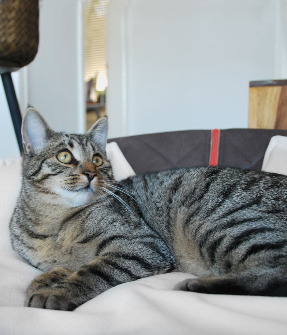 Hochwertiger Leder Katzenkorb Chester