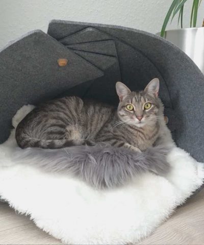 Katzenkorb aus Filz, Nautilus