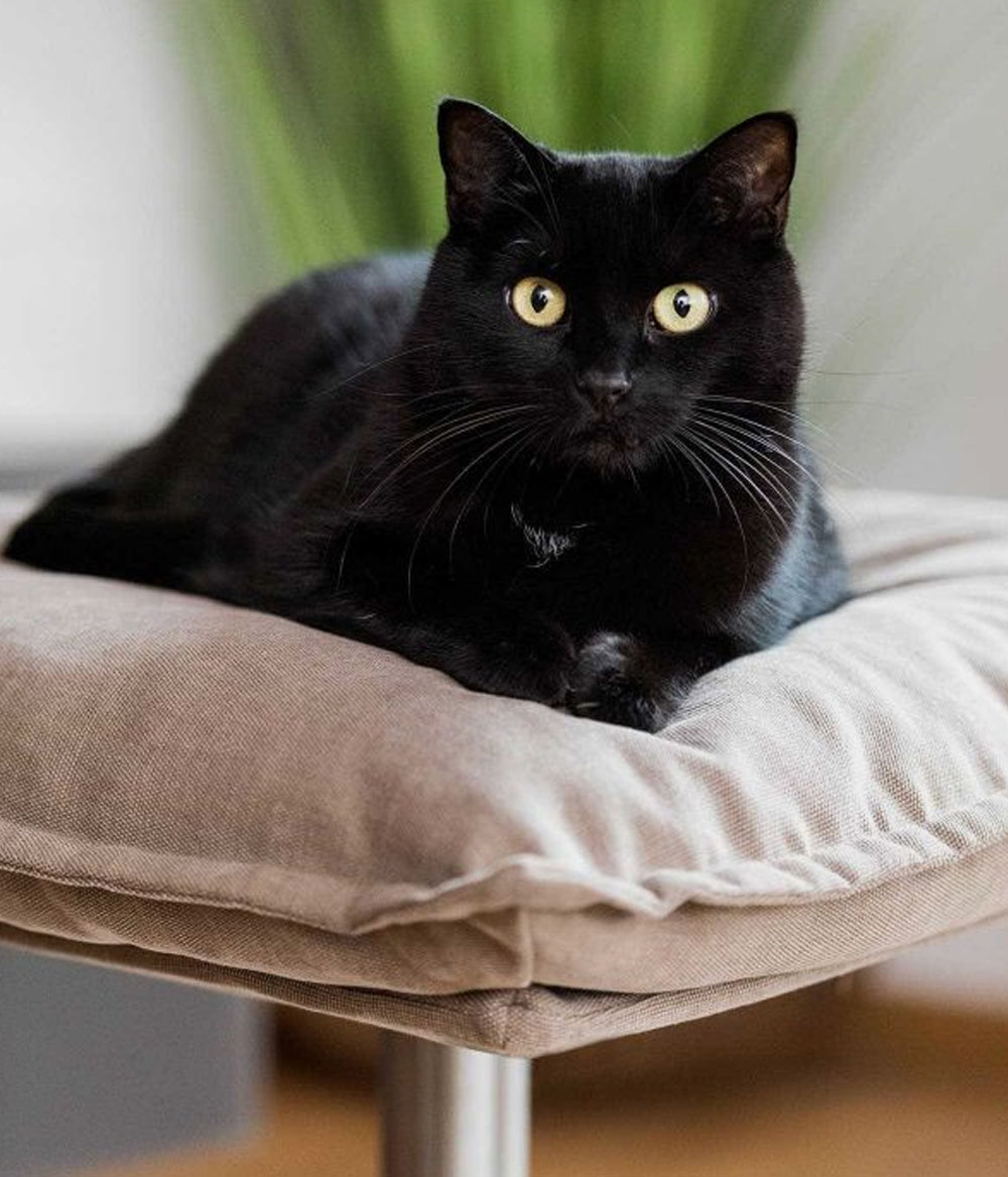 Hochwertige Katzenliege Poet