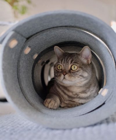 Design Katzentunnel snakerun hochwertig aus Filz