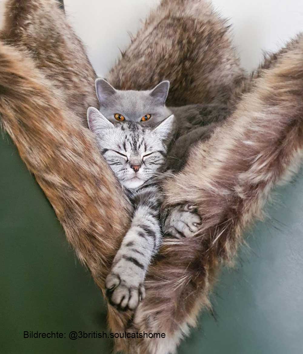 Katzenbett exklusiv grün mit Fell