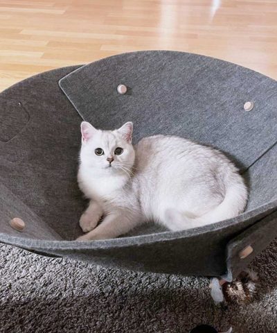 Katzenkorb Baskit hochwertig aus Filz mit Holzknöpfen