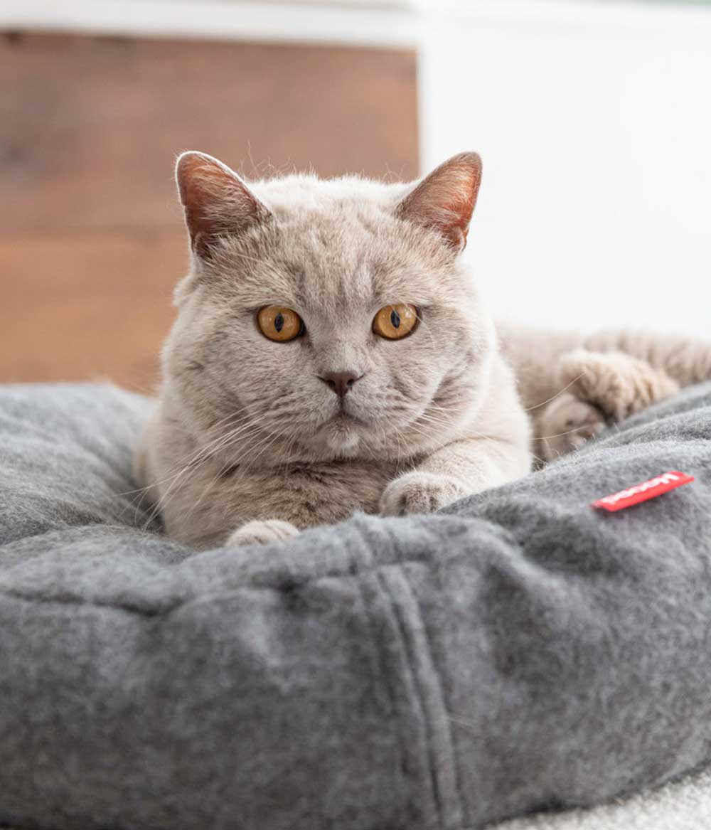 komfortables Katzenbett