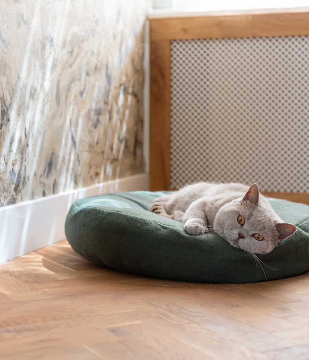 attraktives Katzenbett