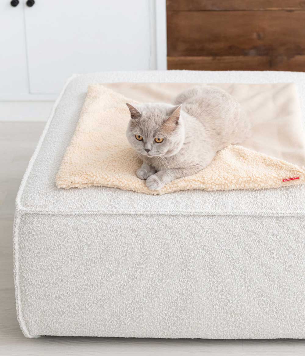 komfortable Katzendecke