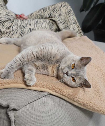 weiche Katzendecke