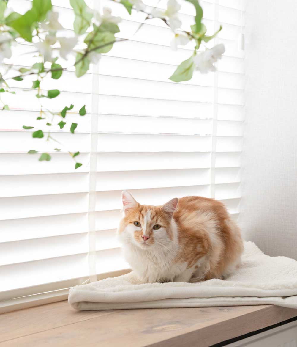 edle Katzendecke