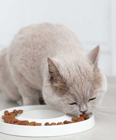 schickes Futternapf