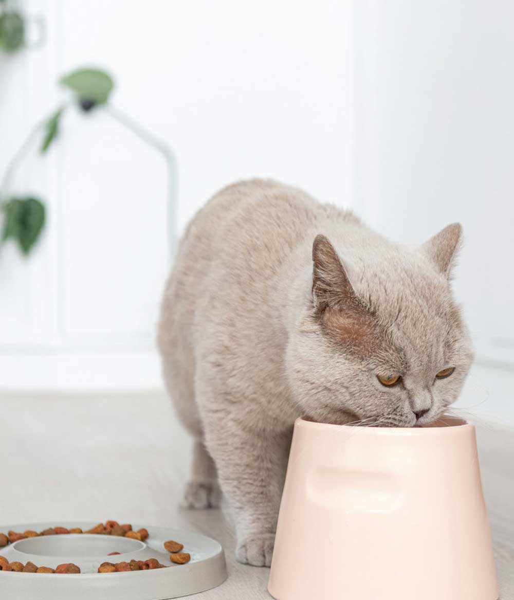 Tower Feeder attraktiv